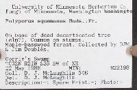 Cerioporus squamosus image