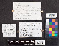 Cerioporus squamosus image