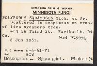 Cerioporus squamosus image