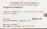 Polyporus umbellatus image