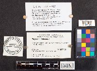 Polyporus umbellatus image