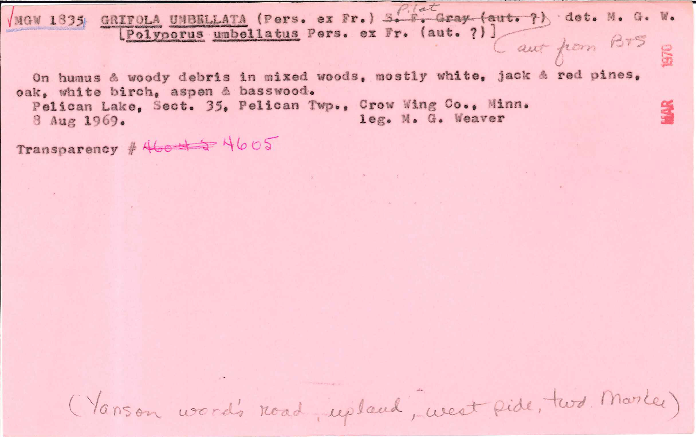 Polyporus umbellatus image