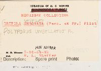 Polyporus umbellatus image