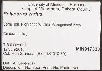 Polyporus varius image