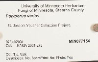 Polyporus varius image