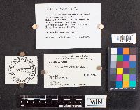 Polyporus varius image