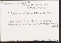 Polyporus varius image