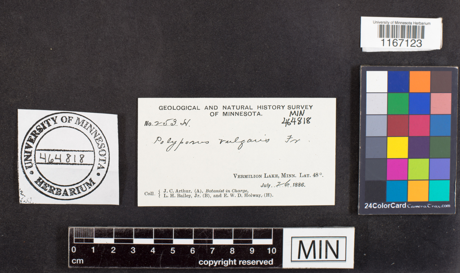 Sidera vulgaris image