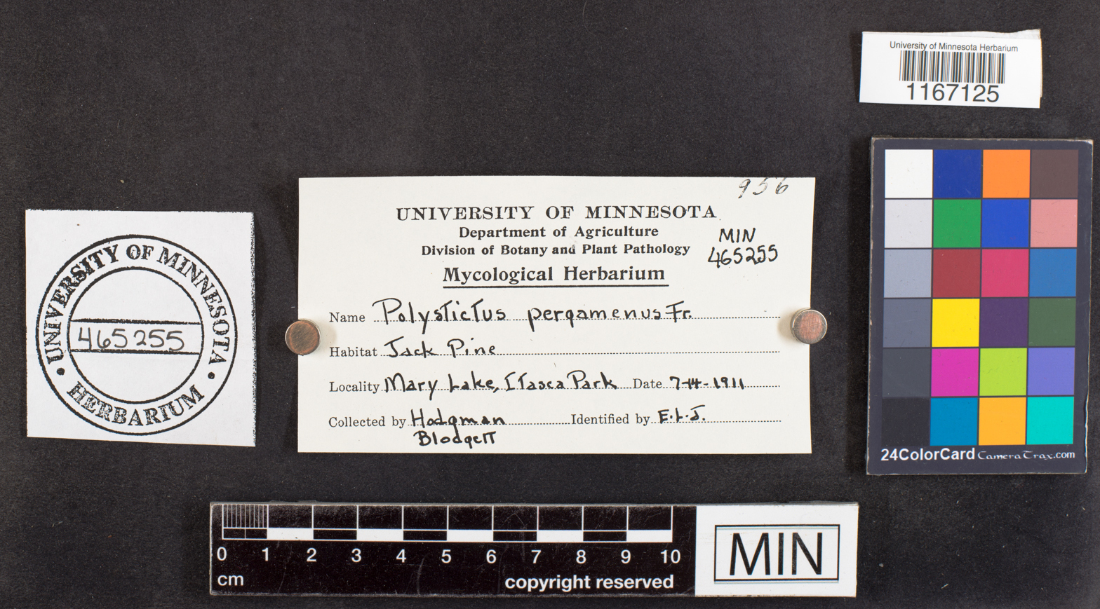 Polystictus pergamenus image