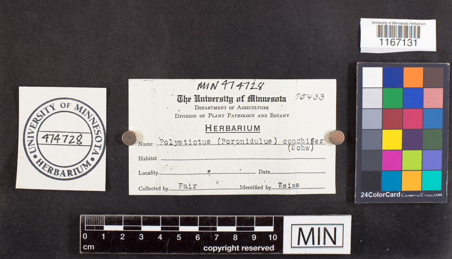 Polystictus conchifer image