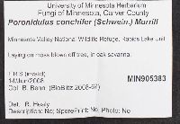 Poronidulus conchifer image