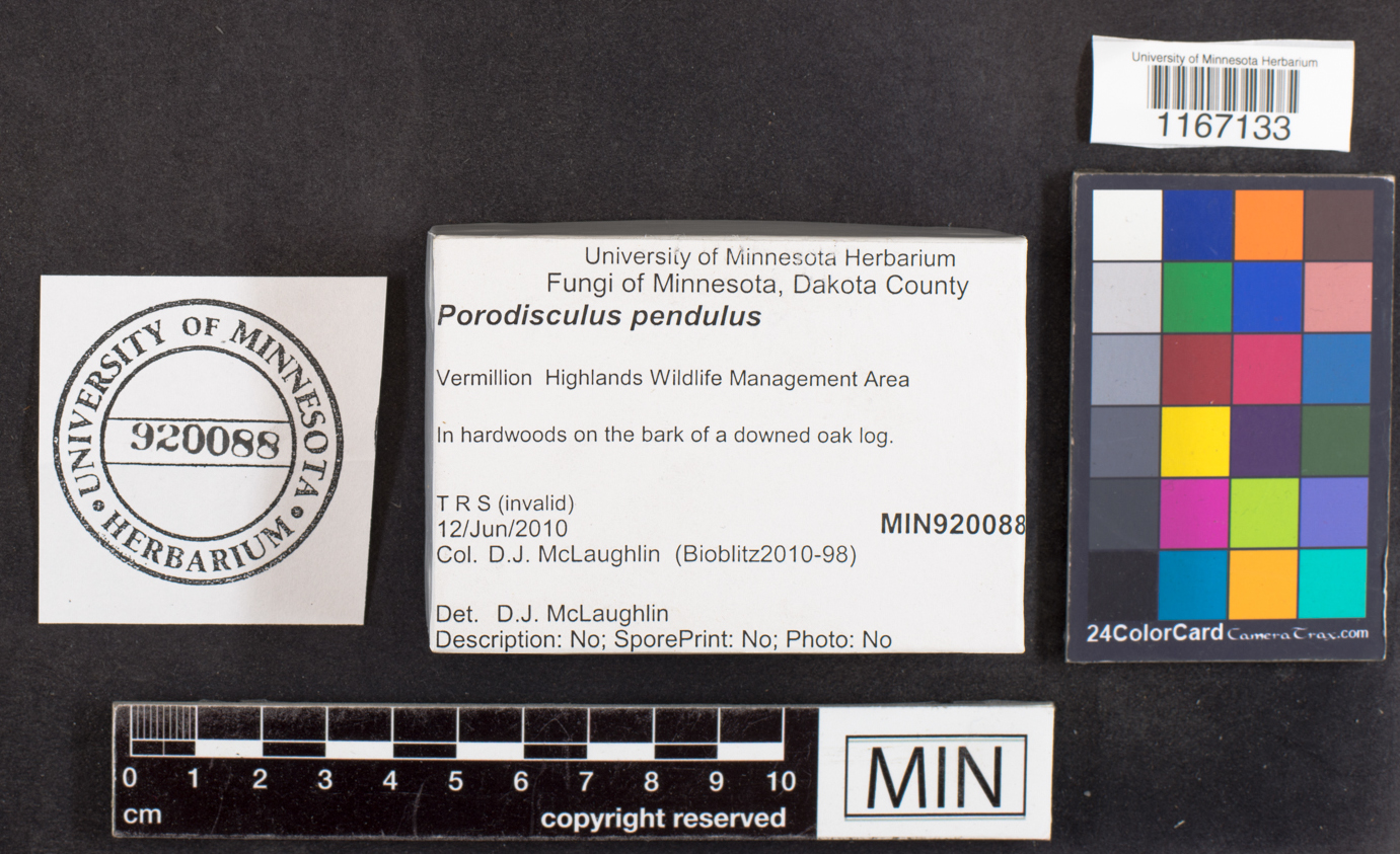 Porodisculus pendulus image