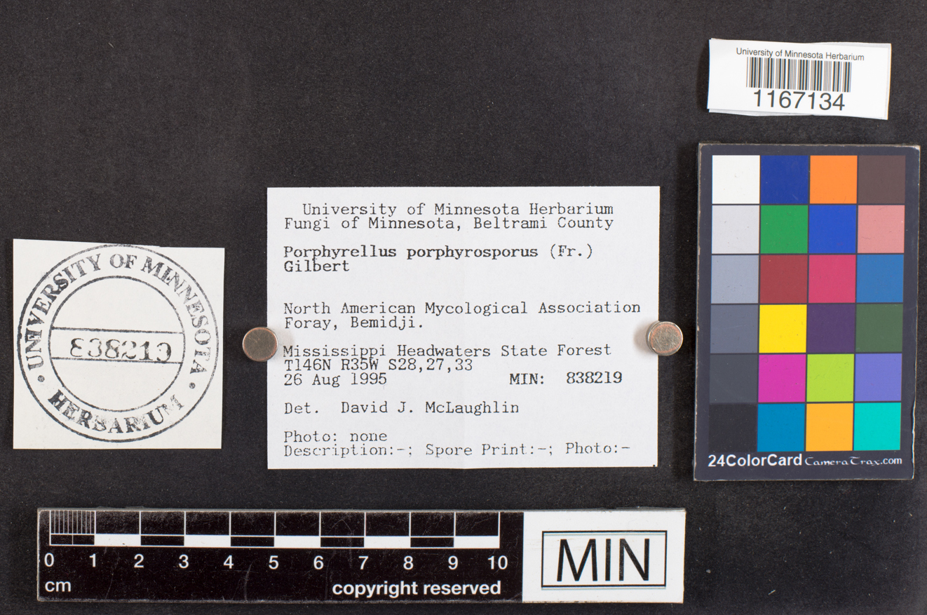 Tylopilus porphyrosporus image