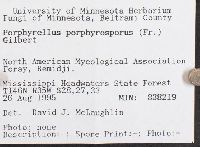 Tylopilus porphyrosporus image