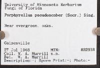 Tylopilus porphyrosporus image