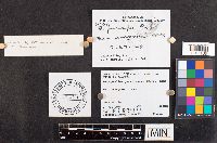 Tylopilus porphyrosporus image