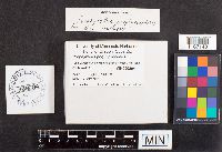 Tylopilus porphyrosporus image