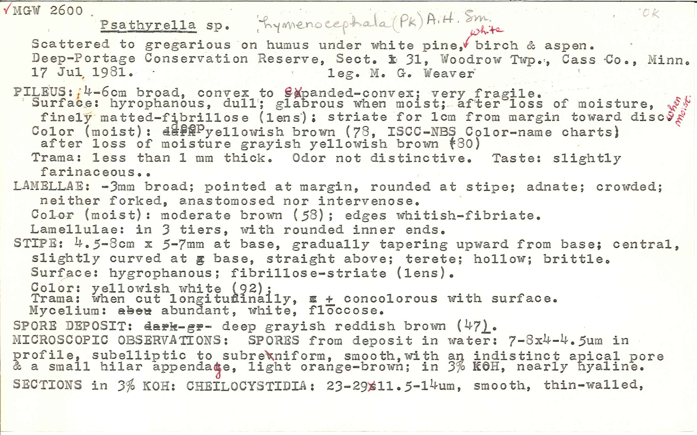 Psathyrella hymenocephala image