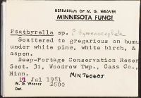 Psathyrella hymenocephala image