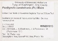 Psathyrella candolleana image