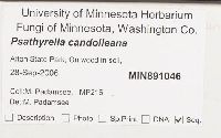 Psathyrella candolleana image
