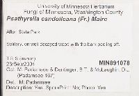 Psathyrella candolleana image