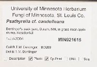 Psathyrella candolleana image