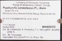 Psathyrella candolleana image