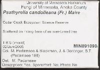 Psathyrella candolleana image