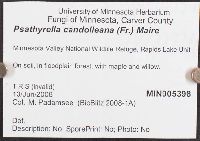 Psathyrella candolleana image