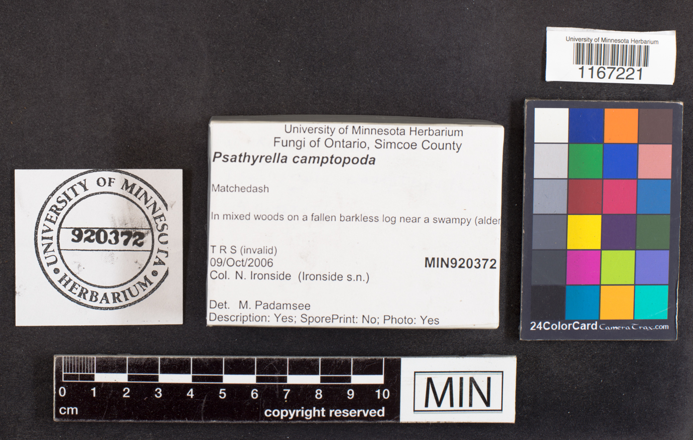 Psathyrella camptopoda image