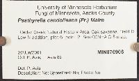 Psathyrella candolleana image