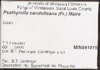 Psathyrella candolleana image