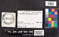 Psathyrella candolleana image