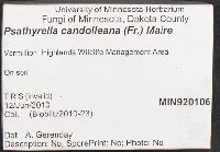 Psathyrella candolleana image