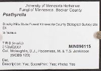 Psathyrella candolleana image