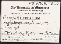 Psathyrella candolleana image