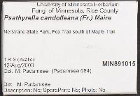 Psathyrella candolleana image