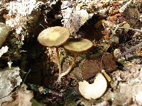 Image of Psathyrella candolleana
