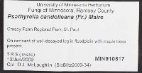 Psathyrella candolleana image