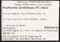 Psathyrella candolleana image