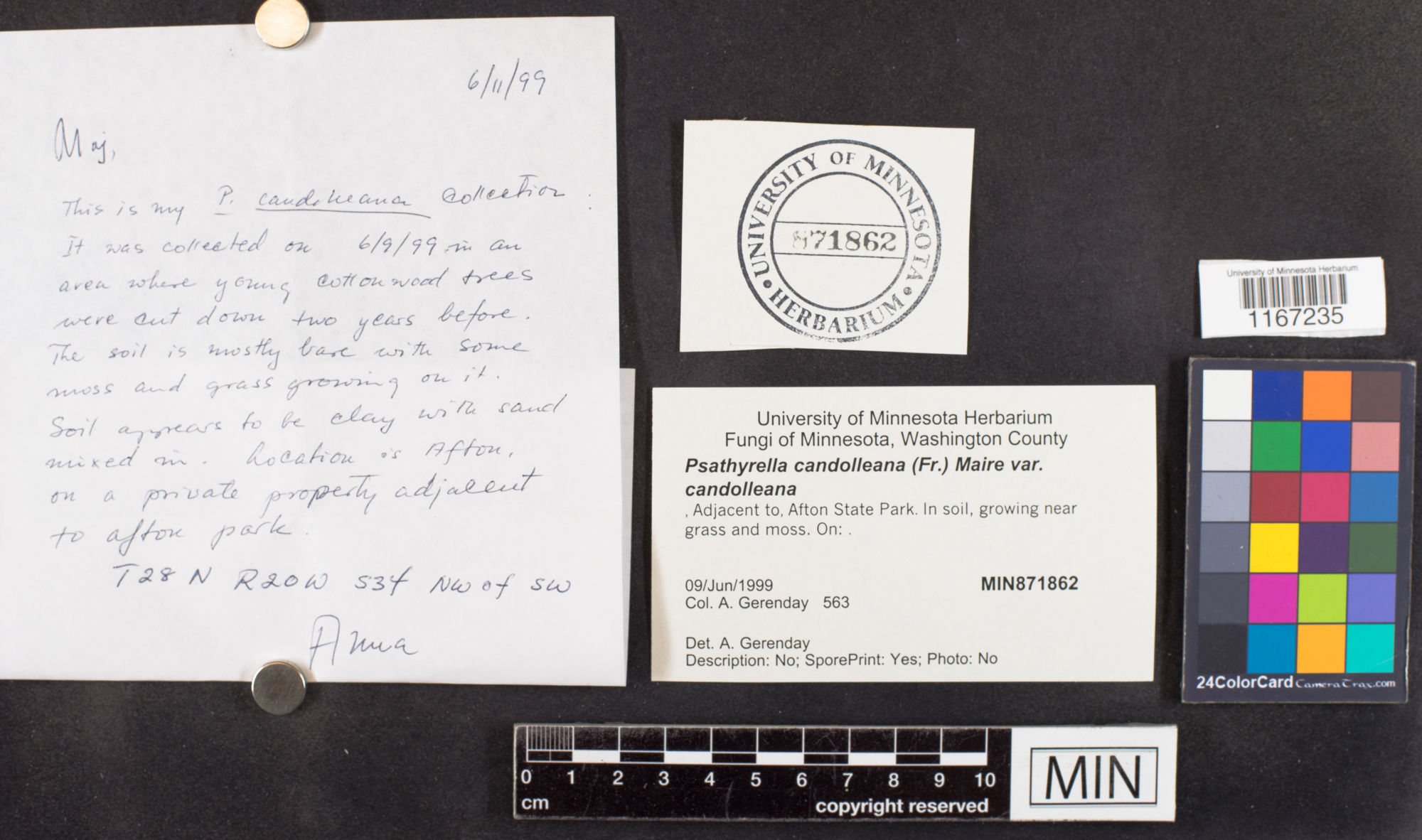 Psathyrella candolleana var. candolleana image