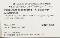 Psathyrella candolleana image