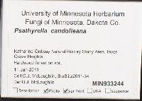 Psathyrella candolleana image