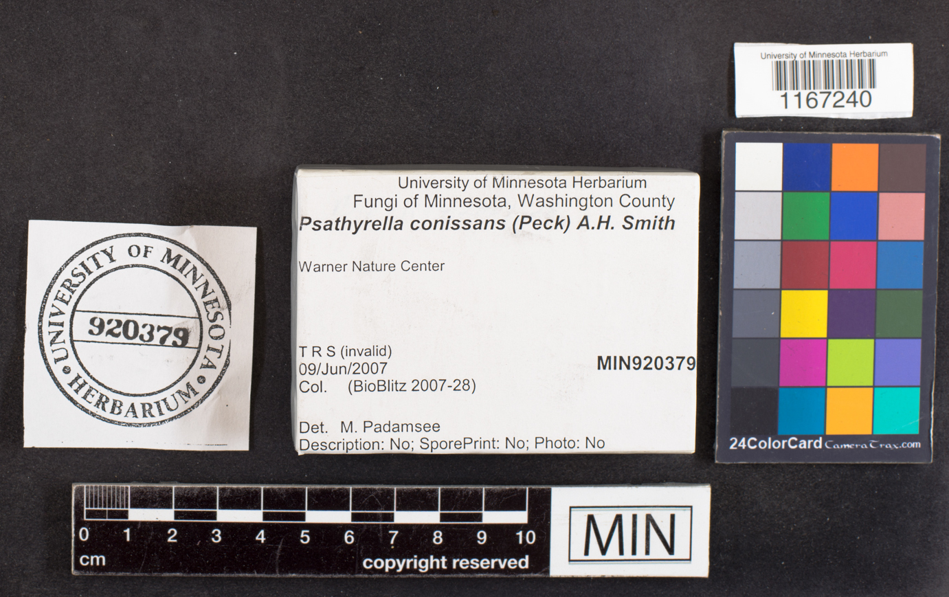 Psathyrella conissans image