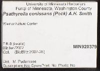 Psathyrella conissans image