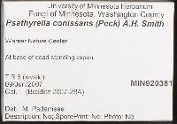 Psathyrella conissans image