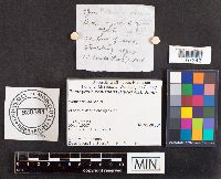 Psathyrella conissans image