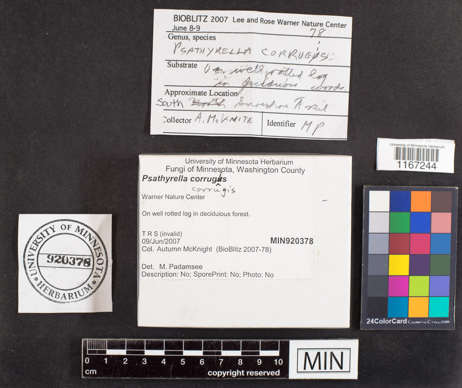 Psathyrella corrugis image