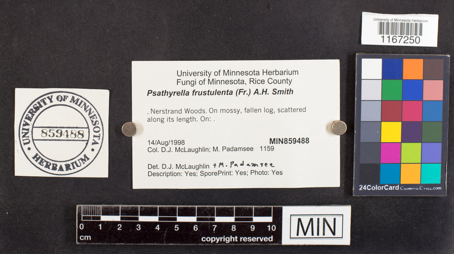 Psathyrella frustulenta image